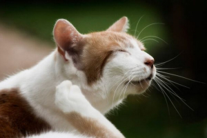 Поява бліх у кішок, як визначити наявність і вилучення паразитів у пет? Поява бліх у кішок, як визначити наявність і вилучення паразитів у пет?